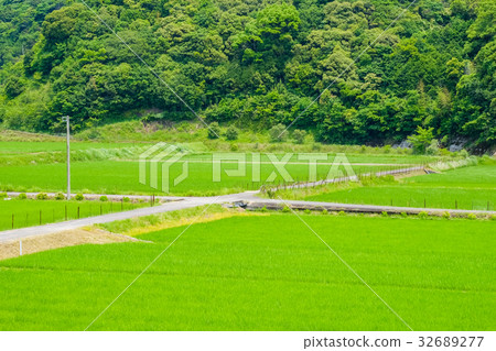 圖庫照片: 農村風景在夏天