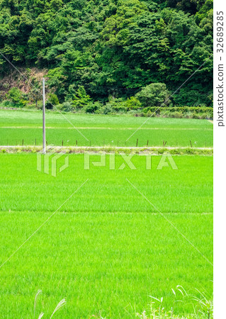 農村風景在夏天 32689285
