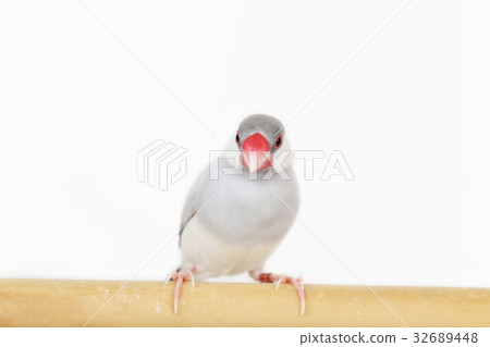 Silver female female 32689448