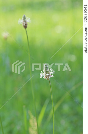 Hella octopus flowers Hella octopus flowers 32689541