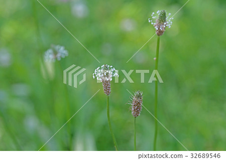 Hella octopus flowers 32689546