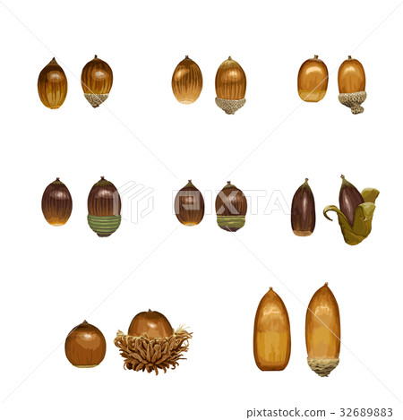 Acorn Acorn 32689883