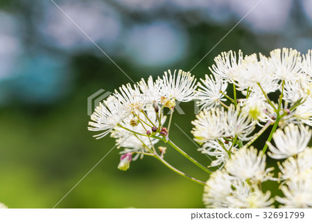 [Nagano Prefecture] Larchflower in Kirigamine/Yashima Marsh 32691799