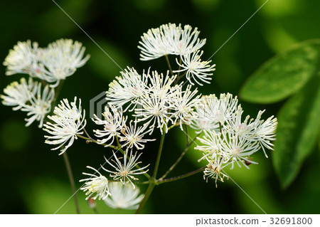 [Nagano Prefecture] Larchflower in Kirigamine/Yashima Marsh 32691800