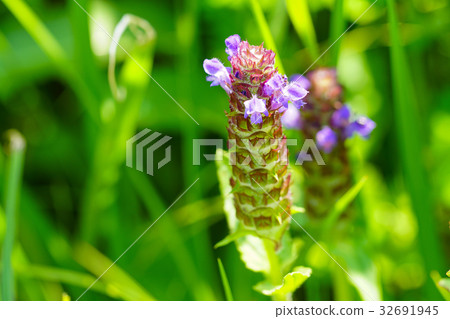 [長野縣] Kirigamine和Yashima沼澤中的豬籠草花 32691945