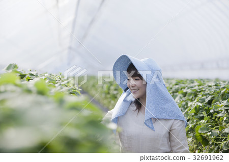 Ichigo farmer 32691962