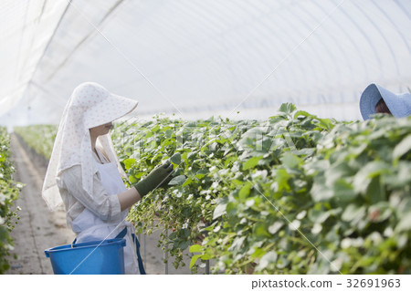 Ichigo farmer 32691963