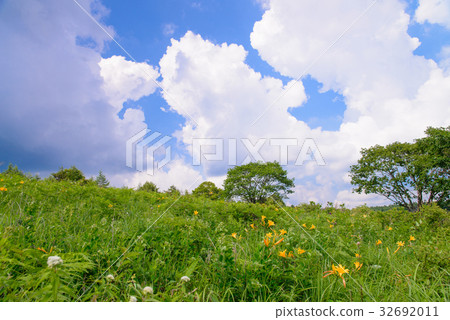[Nagano Prefecture] Kirigamine/Yashima Marsh, in which Nikkosuki is in bloom 32692011