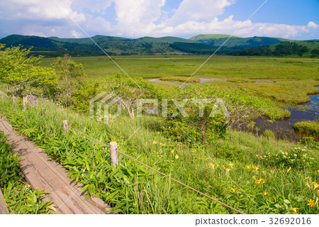 [Nagano Prefecture] Kirigamine/Yashima Marsh, in which Nikkosuki is in bloom 32692016