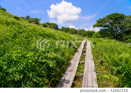 [長野縣] Kirigamine /山島沼澤 32692150