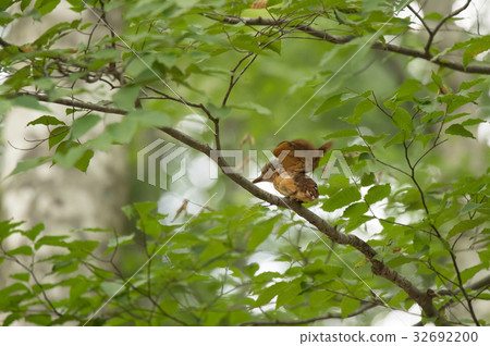 Red Shobin Vine just after nesting 32692200