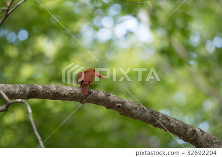 Red Shobin with beautiful cobalt blue on the back Red Shobin with beautiful cobalt blue on the back 32692204