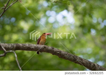 Bird of Fire · Akasho Bin 32692205