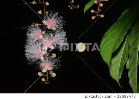 Sagaribana和月亮 32692478