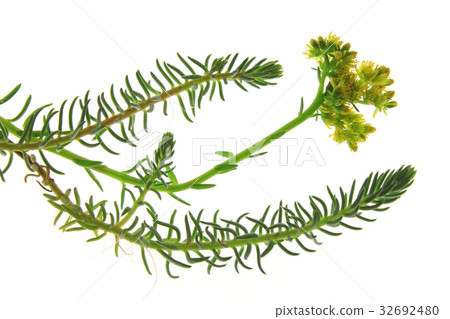 Prick-madam (Sedum rupestre) Prick-madam (Sedum rupestre) 32692480