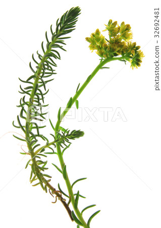 Prick-madam (Sedum rupestre) 32692481
