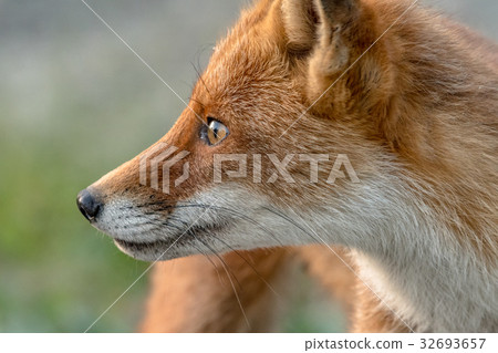 Twilight fox 5 profile 1 Twilight fox 5 profile 1 32693657
