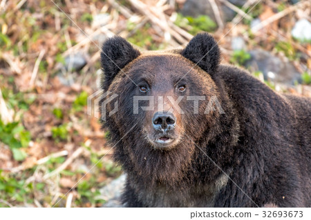 Shiretoko brown bears 1 32693673