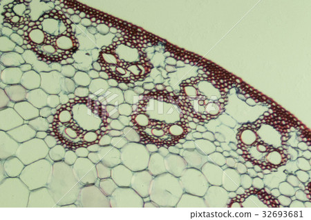 玉米莖的橫斷面 32693681