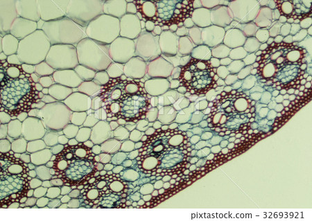 玉米莖的橫斷面 32693921