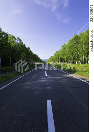 Straight Road White Birch Lined Trees Tokachi Three Straight Road White Birch Lined Trees Tokachi Three 32693941