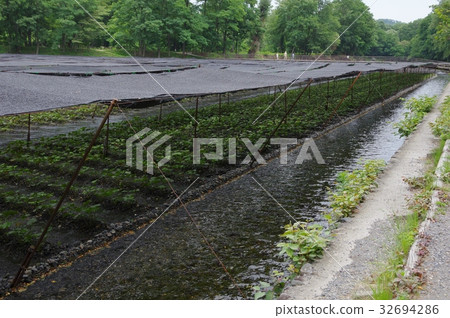 Azumino Owasabi農場 32694286