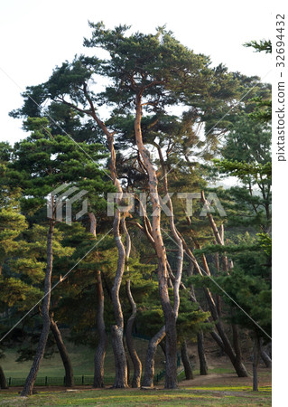 Pine Tree, Tall Tomb, Gyeongju City, Gyeongbuk, Korea 32694432