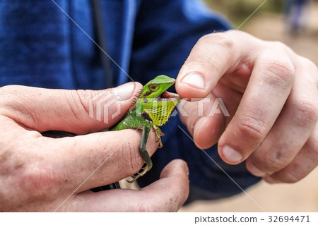 Black lipped lizard or Calotes nigrilabris Black lipped lizard or Calotes nigrilabris 32694471
