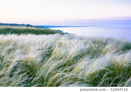 Field with feather grass Stipa beautiful landscape Field with feather grass Stipa beautiful landscape 32694516