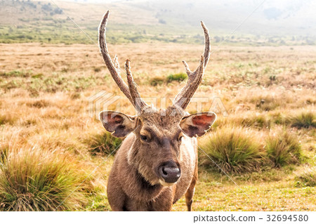 Sambar deer in wild 32694580