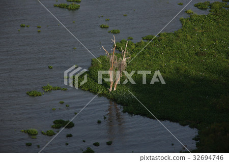 swamp swamp 32694746