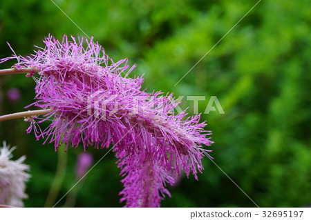 Big cat rattle 32695197