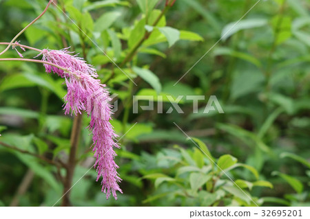 Big cat rattle 32695201