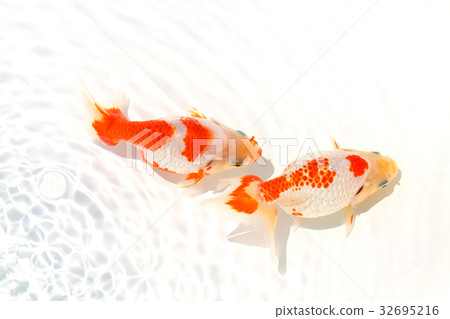 Izumo Nankin-Goldfish在島根縣出雲地區繁殖 32695216