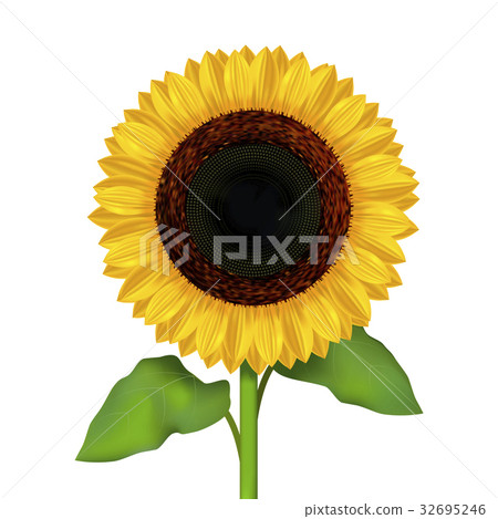 Realistic Detailed Sunflower Flower. Vector Realistic Detailed Sunflower Flower. Vector 32695246