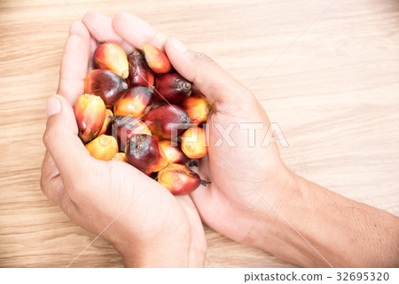 Palm fruits on farmer hand. 32695320