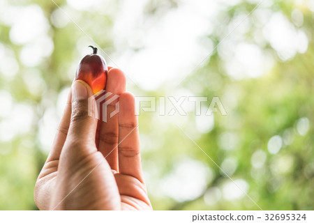 Palm fruits on farmer hand. 32695324