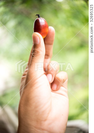 Palm fruits on farmer hand. 32695325