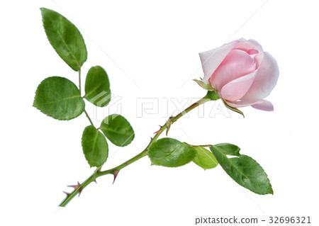 Gently pink rose flower isolated on white  32696321