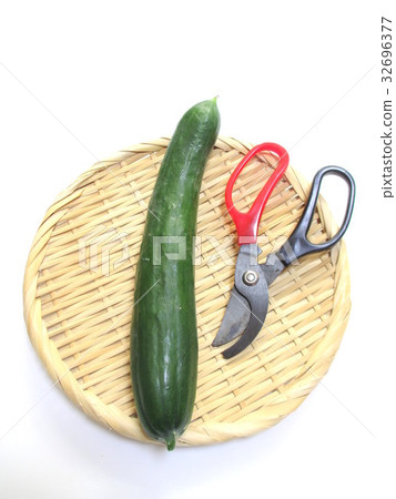 Harvest cucumbers at home garden Harvest cucumbers at home garden 32696377