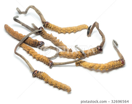 This herbal is name OPHIOCORDYCEPS SINENSI This herbal is name OPHIOCORDYCEPS SINENSI 32696564