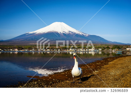 White Swan with Mt Fuji, Yamanaka lake White Swan with Mt Fuji, Yamanaka lake 32696889