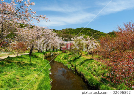 Sakura at Oshino Hakkai village 32696892