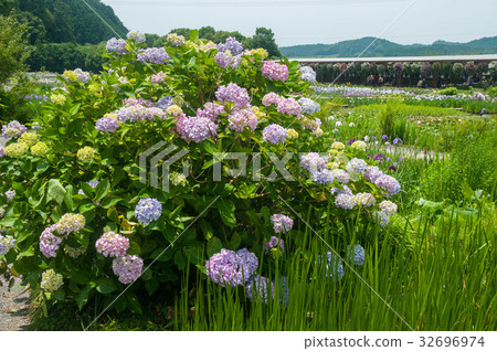 Kamoso in Kakegawa City, Shizuoka Prefecture 32696974