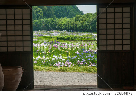 Kamoso in Kakegawa City, Shizuoka Prefecture 32696975