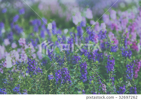 flowers (salvia officinalis) in the garden 32697262