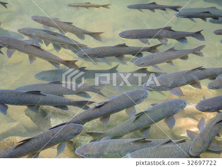 Soro brook carp waterfall fish Soro brook carp waterfall fish 32697722