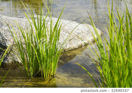 Plants used at natural swimming pond Plants used at natural swimming pond 32698587