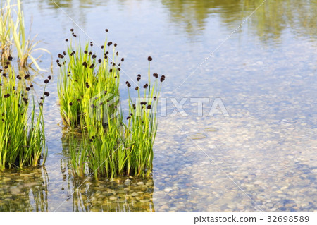 Plants used at natural swimming pond Plants used at natural swimming pond 32698589