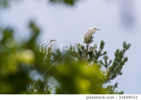 Couple of nice white herons perched on pine tree 32699552